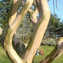 Lagerstroemia indica 'Soir d'Ete' ecorce